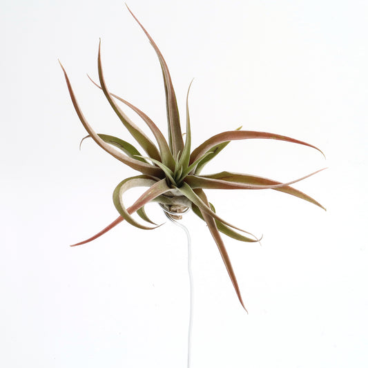 Tillandsia capitata var. peach