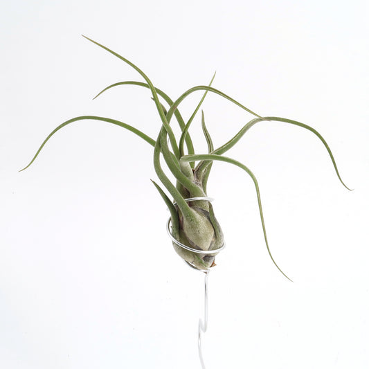 Tillandsia caput medusae