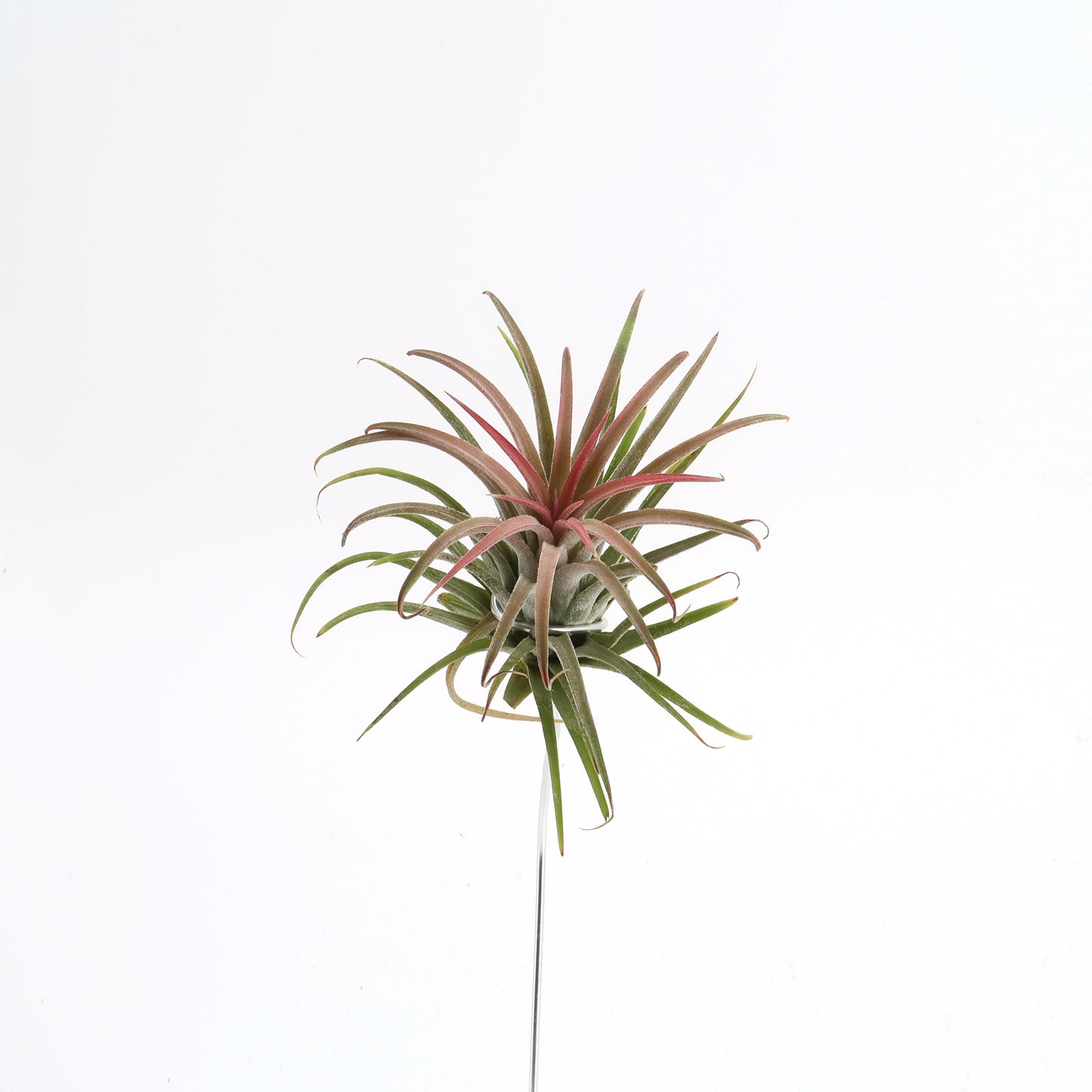 Tillandsia ionantha