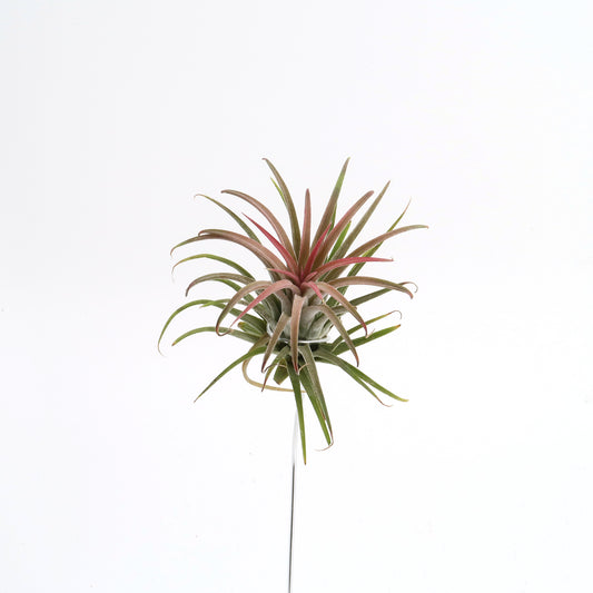 Tillandsia ionantha