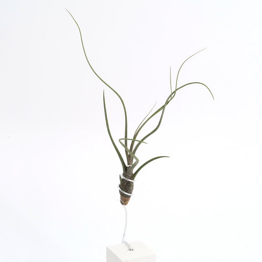 Tillandsia butzii