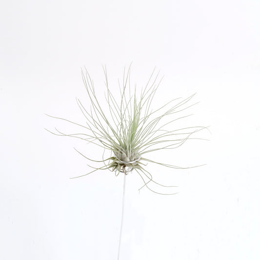 Tillandsia argentea