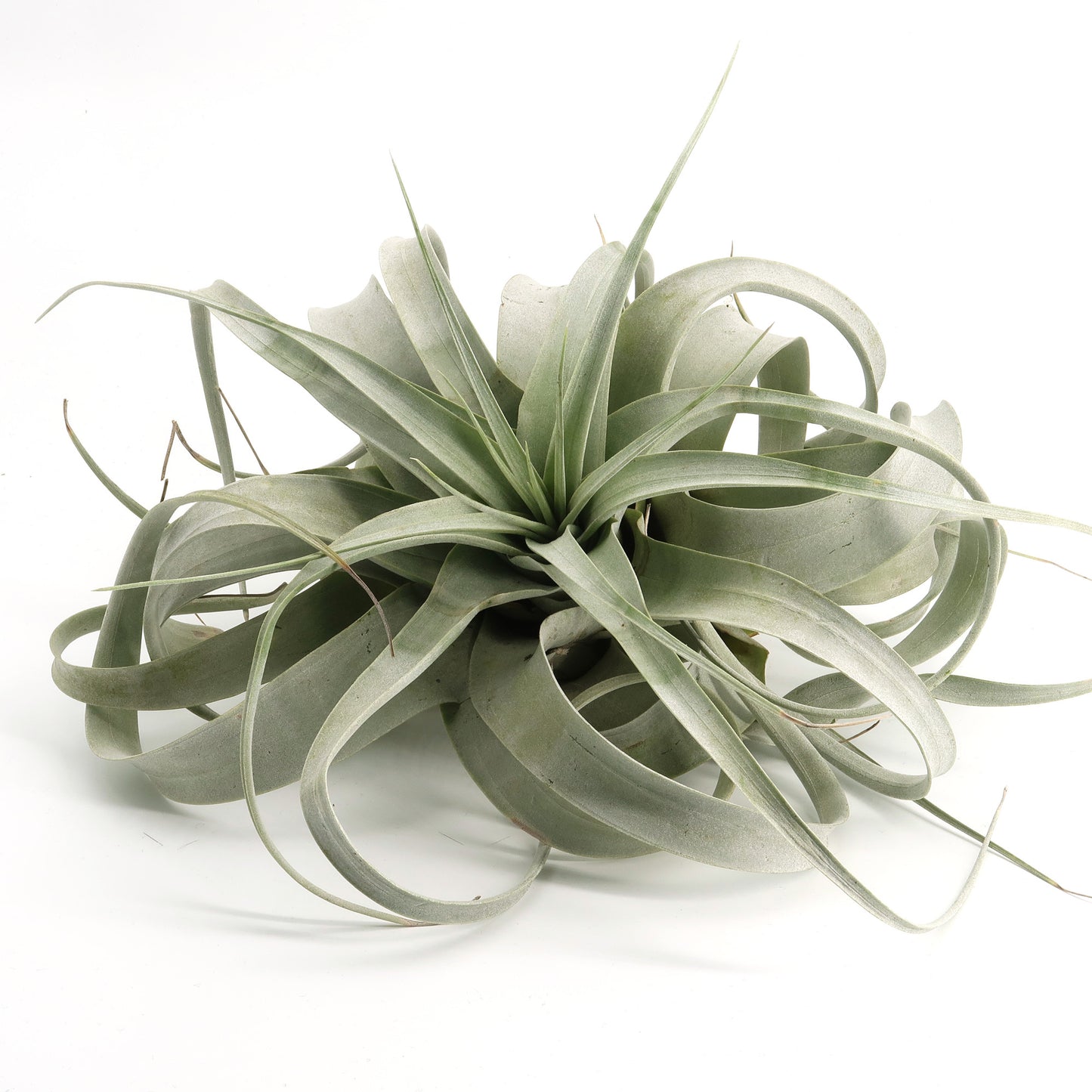 Tillandsia xerographica