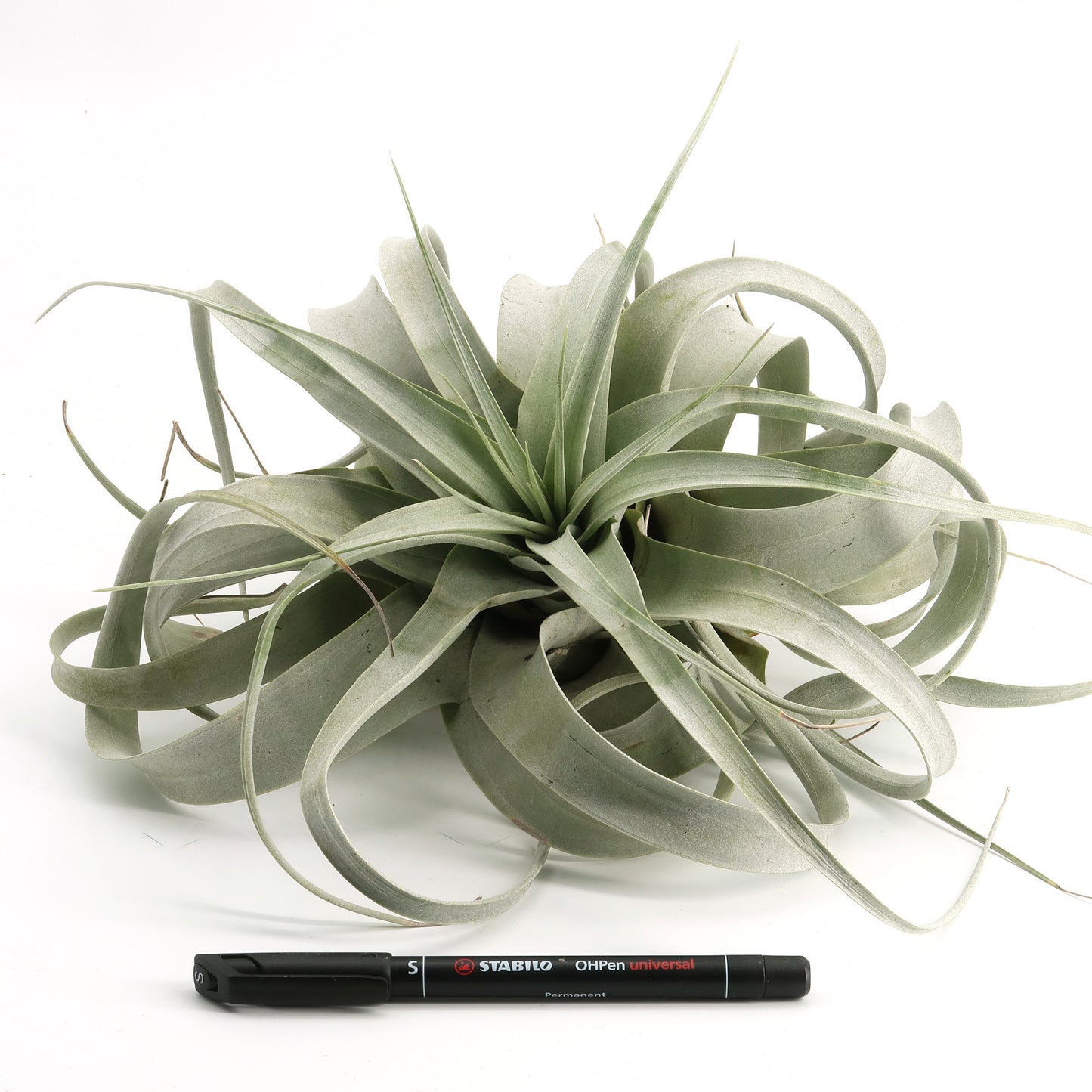 Tillandsia xerographica