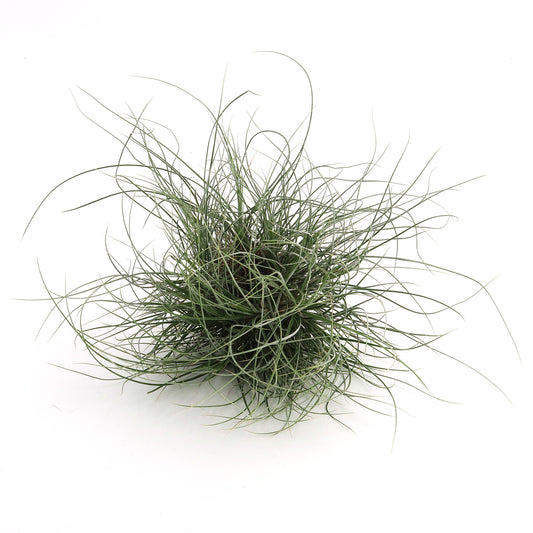 Tillandsia bartramii - Pulk