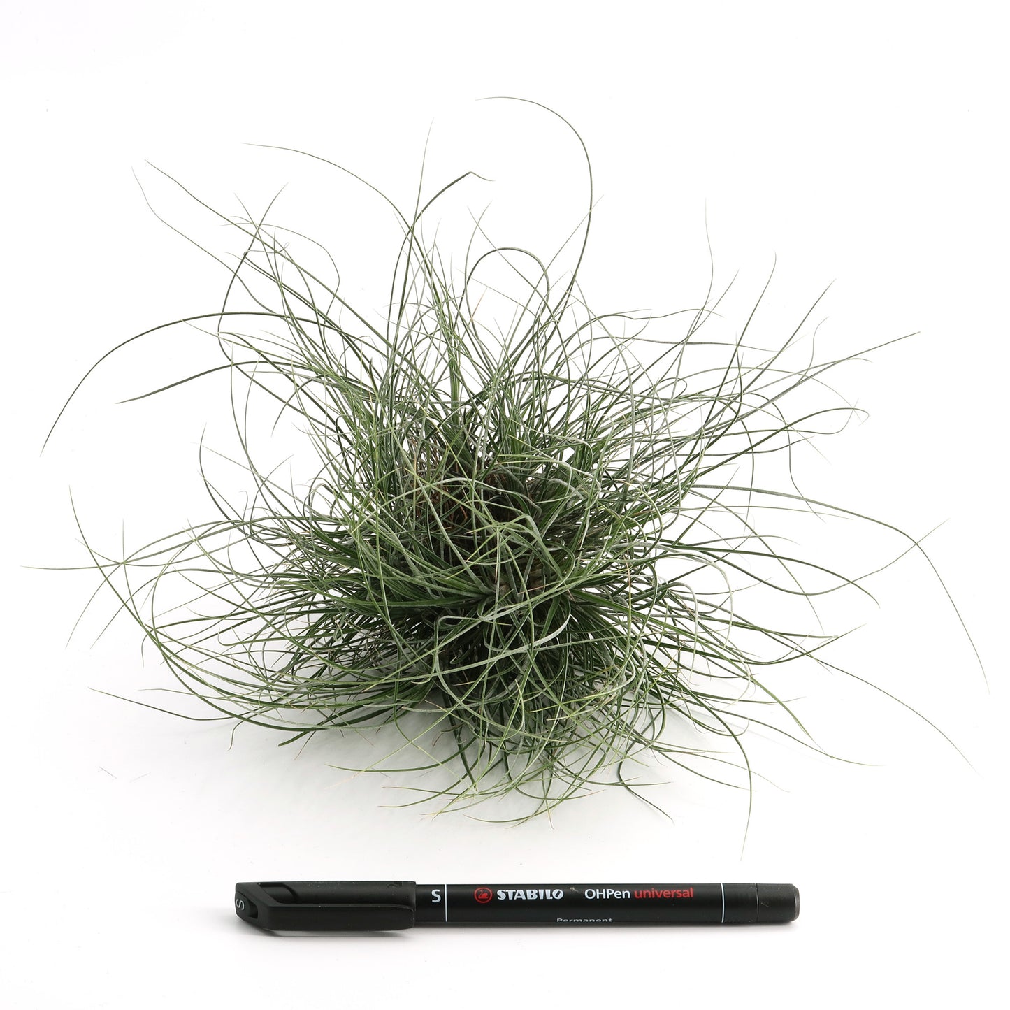 Tillandsia bartramii - Pulk
