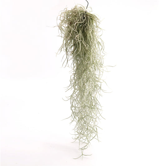 Tillandsia usneoides - Lousianamoos