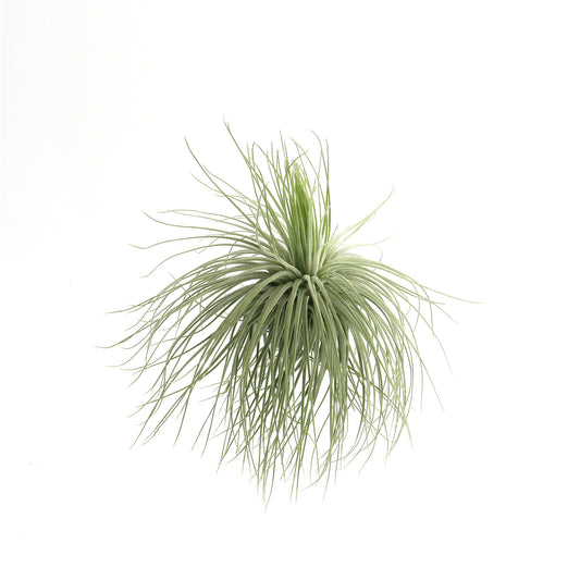 Tillandsia magnusiana