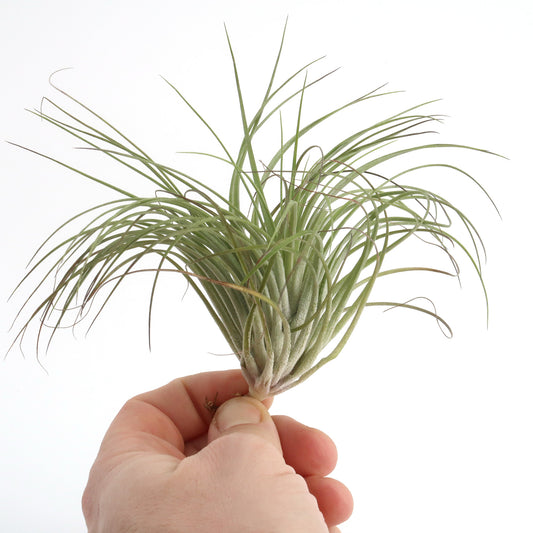 Tillandsia stricta