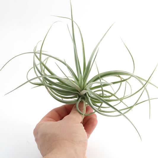 Tillandsia pohliana