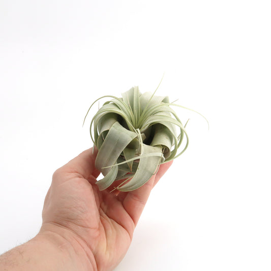 Tillandsia xerographica 'Bonsai'