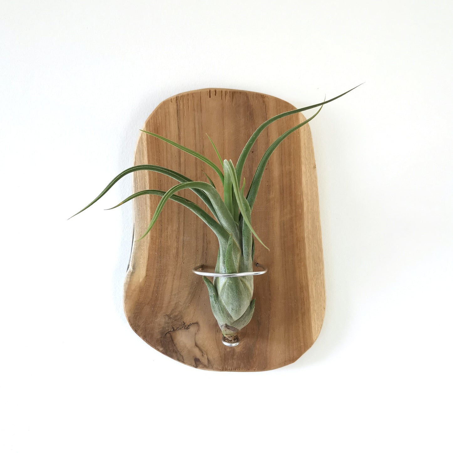 Plant sprayer