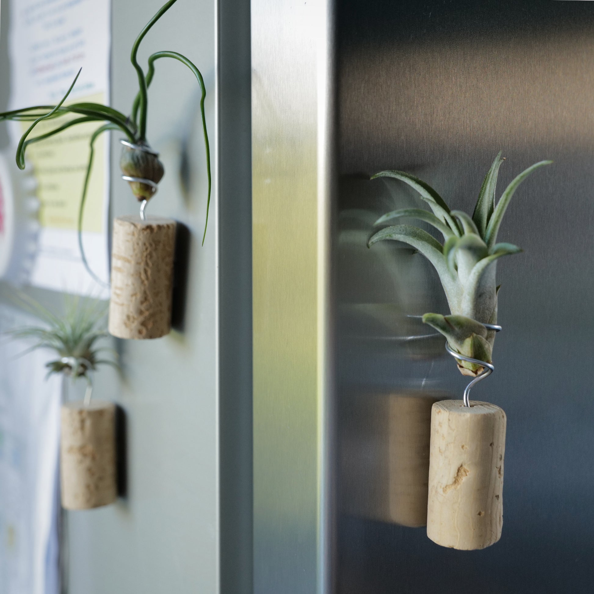 air plant cork magnets Baby air plants gift box