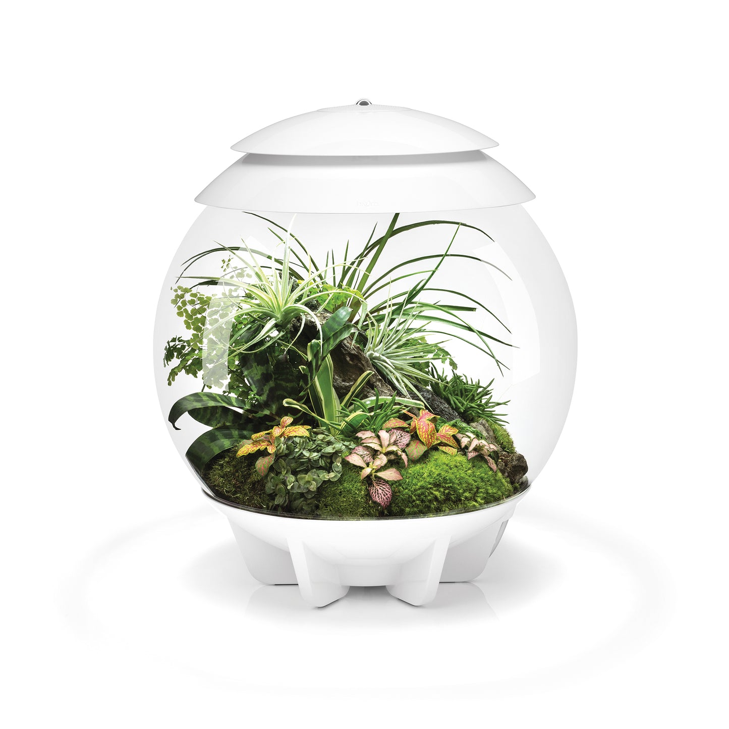 biOrb AIR 30 - plant terrarium