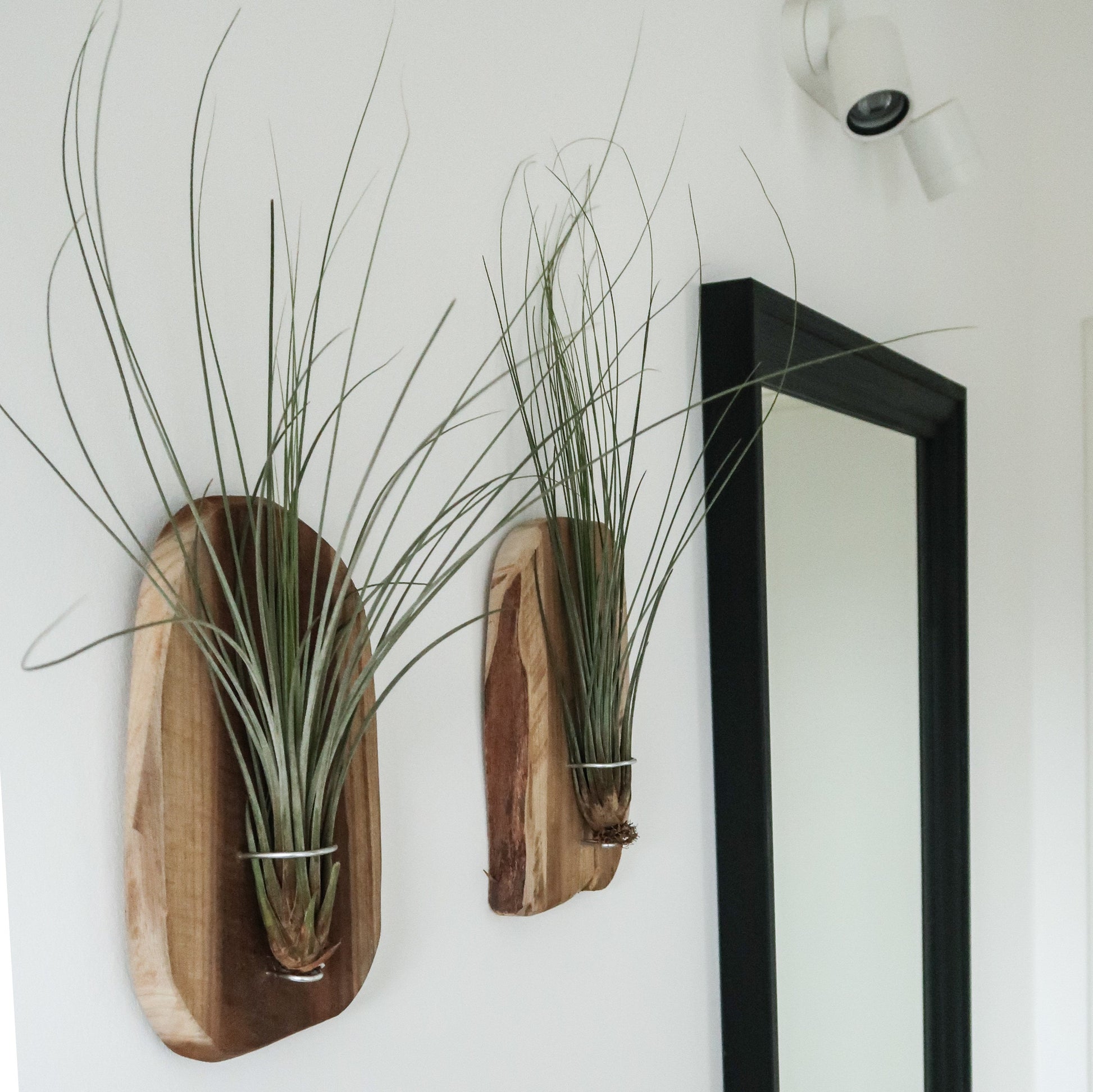 wood air plant wall hanging Set of 3