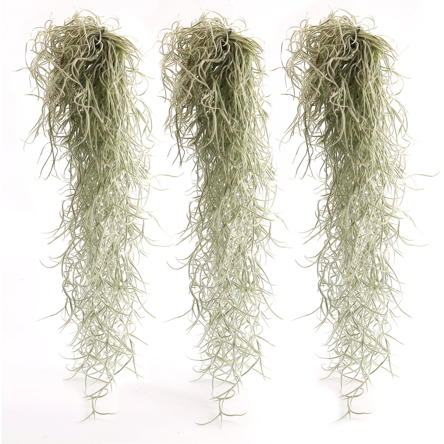 Set of 3 - Tillandsia usneoides - Louisiana moss -