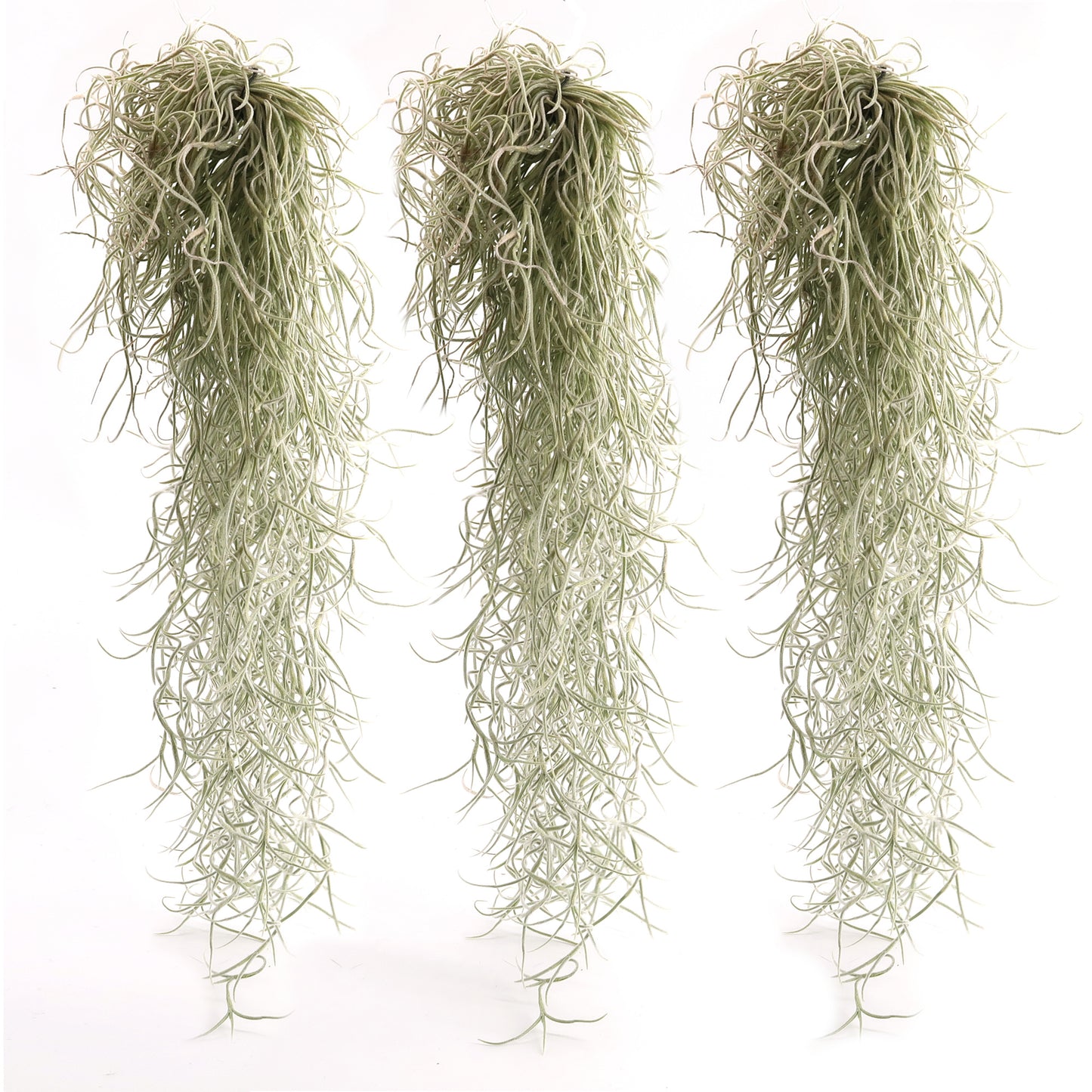 3er Set - Tillandsia usneoides - Louisianamoos -