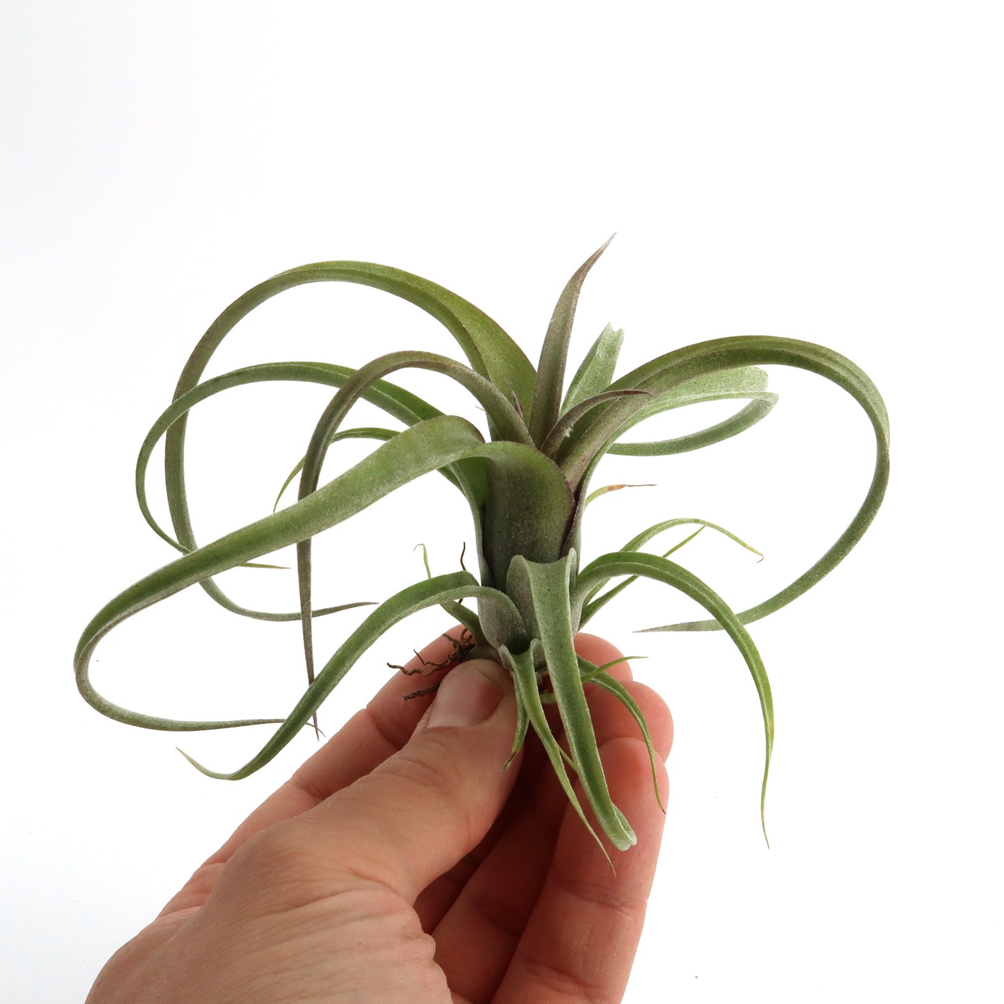 Tillandsia "Curly Slim" - intermedia x streptohphylla