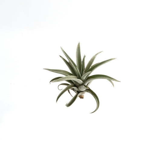 Tillandsia harrisii