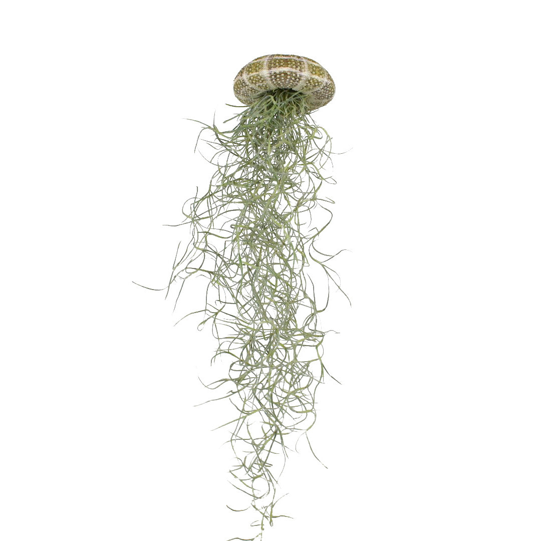 Tillandsia Jellyfish