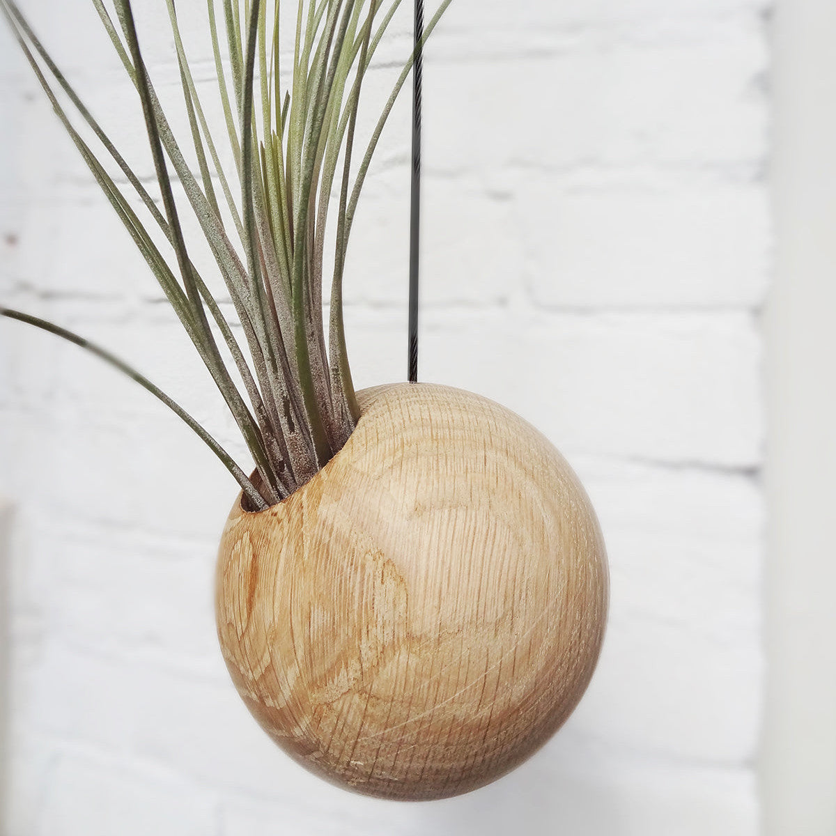 Tilly Xylo Globus - Luftpflanzen Tillandsien Airplant Halter