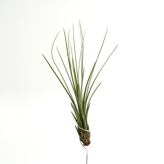 Tillandsia juncea - baby plant