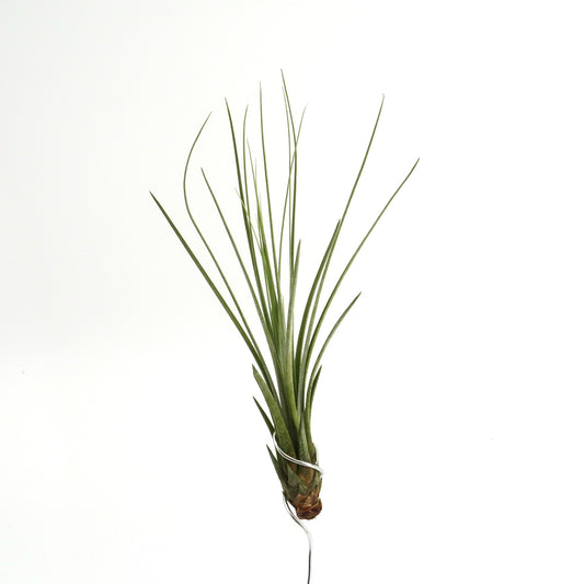 Tillandsia juncea - Babypflanze