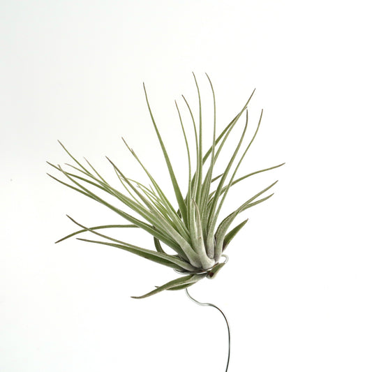 Tillandsia oaxacana