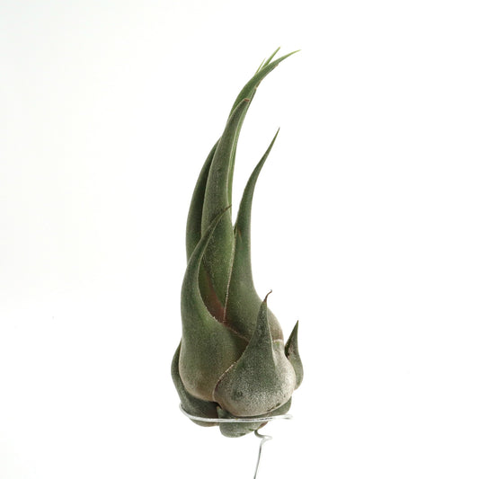 Tillandsia seleriana