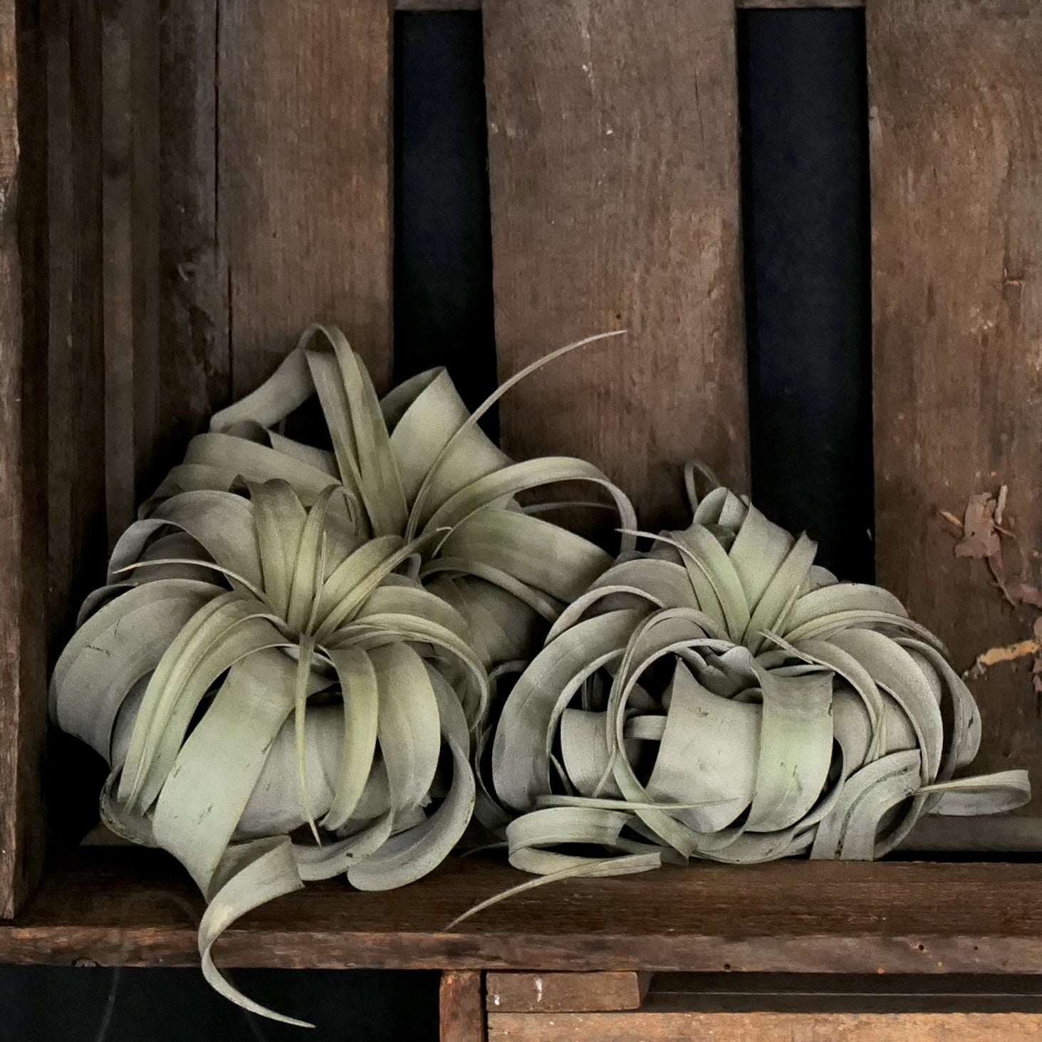 xero air plant Tillandsia xerographica