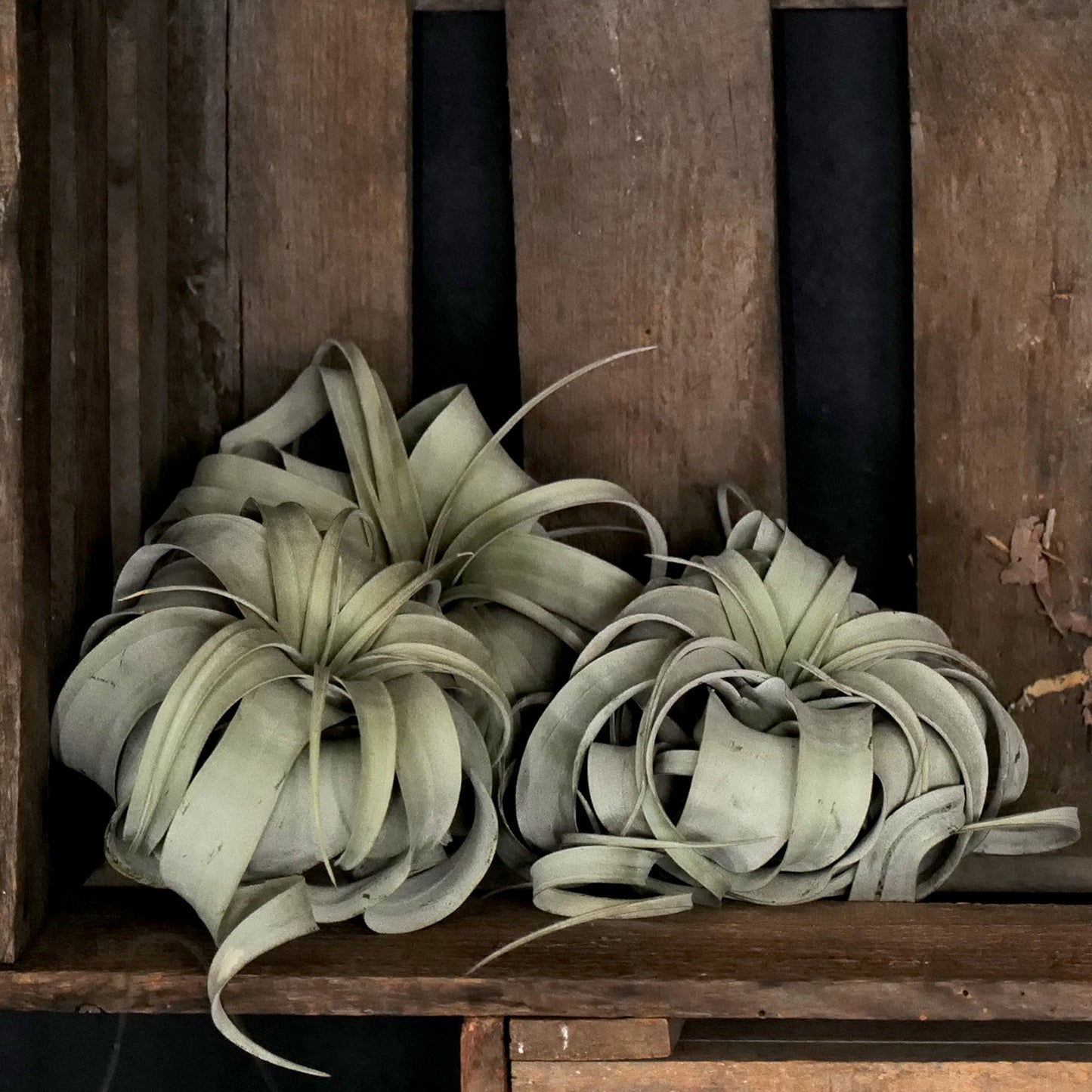 Tillandsia xerographica